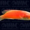 Pink Margin Fairy Wrasse - Male - Indonesia -Coral Shop 1336587