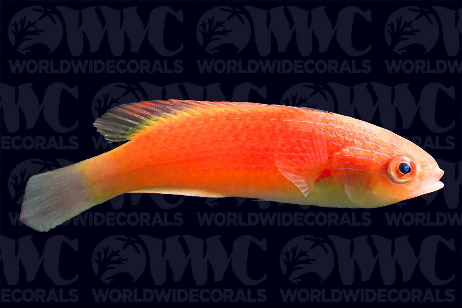 Pink Margin Fairy Wrasse - Male - Indonesia 3 Pink Margin Fairy Wrasse - Male - Indonesia