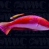 Conde's Fairy Wrasse - Male - Solomon Islands -Coral Shop 1336665