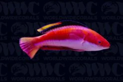 Conde's Fairy Wrasse - Male - Solomon Islands