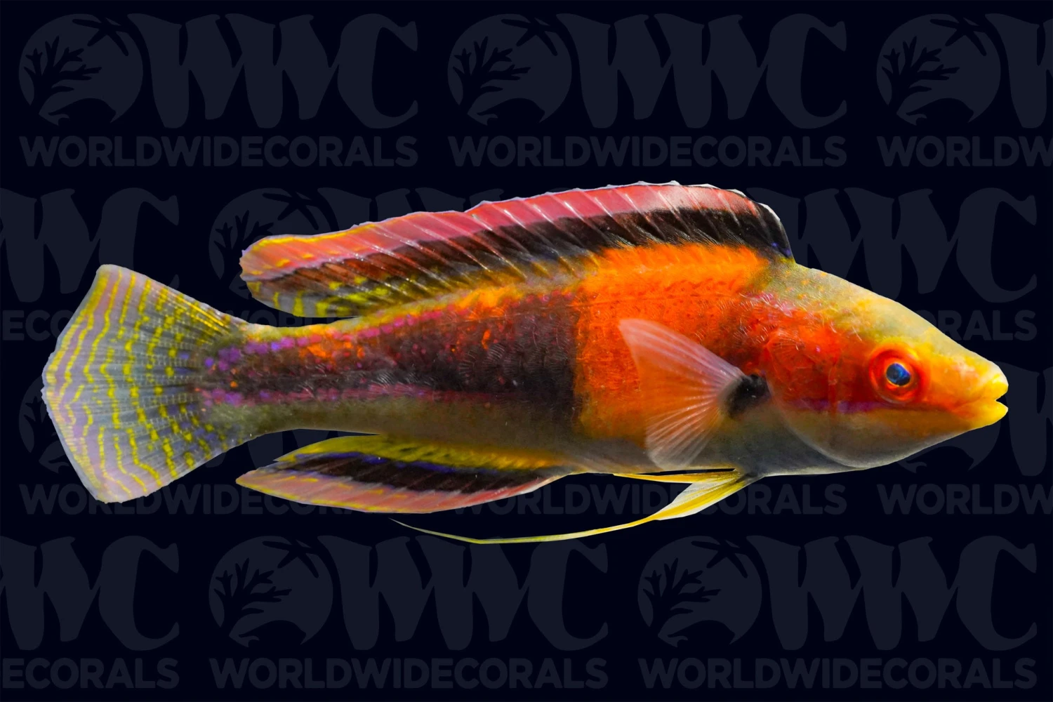 Girdled Fairy Wrasse - Male - Marshall Islands 3 Girdled Fairy Wrasse - Male - Marshall Islands