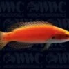 Girdled Fairy Wrasse - Marshall Islands 1 Girdled Fairy Wrasse - Marshall Islands -Coral Shop 1336972
