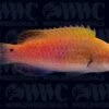 Bluesided Fairy Wrasse- Indonesia 1 Bluesided Fairy Wrasse- Indonesia -Coral Shop 1337267