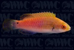 Bluesided Fairy Wrasse- Indonesia