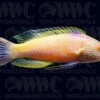 Rhomboid Fairy Wrasse - Super Male - Marshall Islands -Coral Shop 1337462