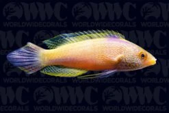 Rhomboid Fairy Wrasse - Super Male - Marshall Islands