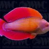 Red Sea Eightline Flasher Wrasse - Male - Djibouti -Coral Shop 1337764 bae5a73d e456 464c 80c0 751c533aae32