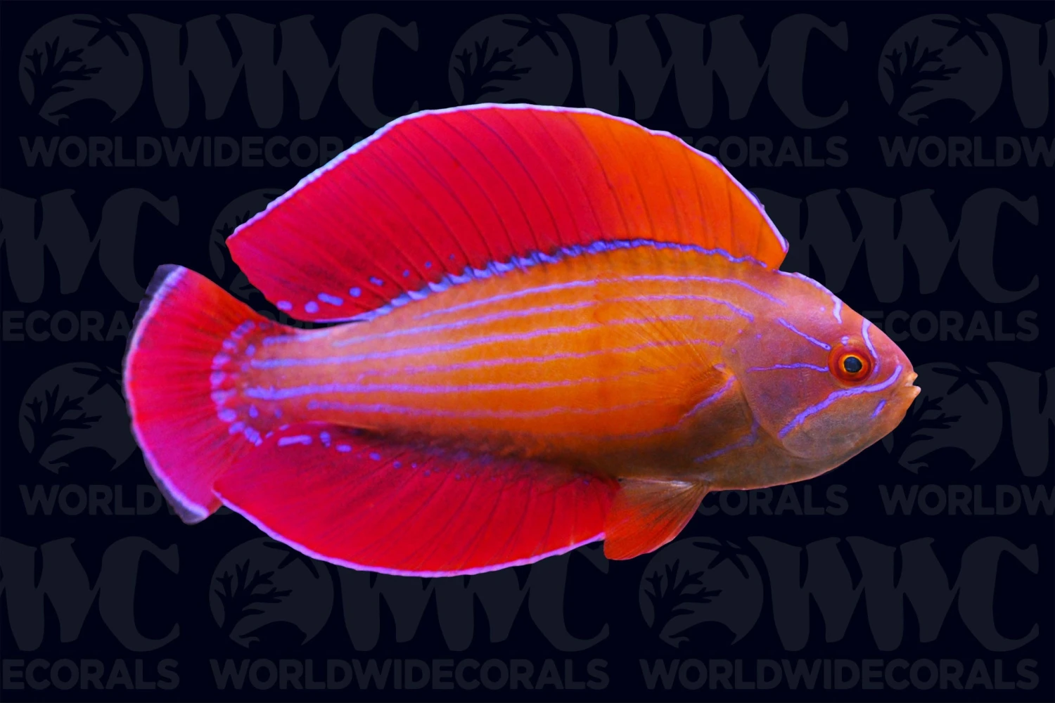 Red Sea Eightline Flasher Wrasse - Male - Djibouti 3 Red Sea Eightline Flasher Wrasse - Male - Djibouti