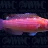 Earle's Fairy Wrasse - Male - Marshall Islands 1 Earle's Fairy Wrasse - Male - Marshall Islands -Coral Shop 1337772b