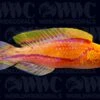 Pintail Fairy Wrasse - Male - Philippines