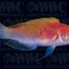 Ruby Head Fairy Wrasse - Indonesia 2 Ruby Head Fairy Wrasse - Indonesia -Coral Shop 1338197 68dfbc32 5d1f 4832 a979 55d21557d29c