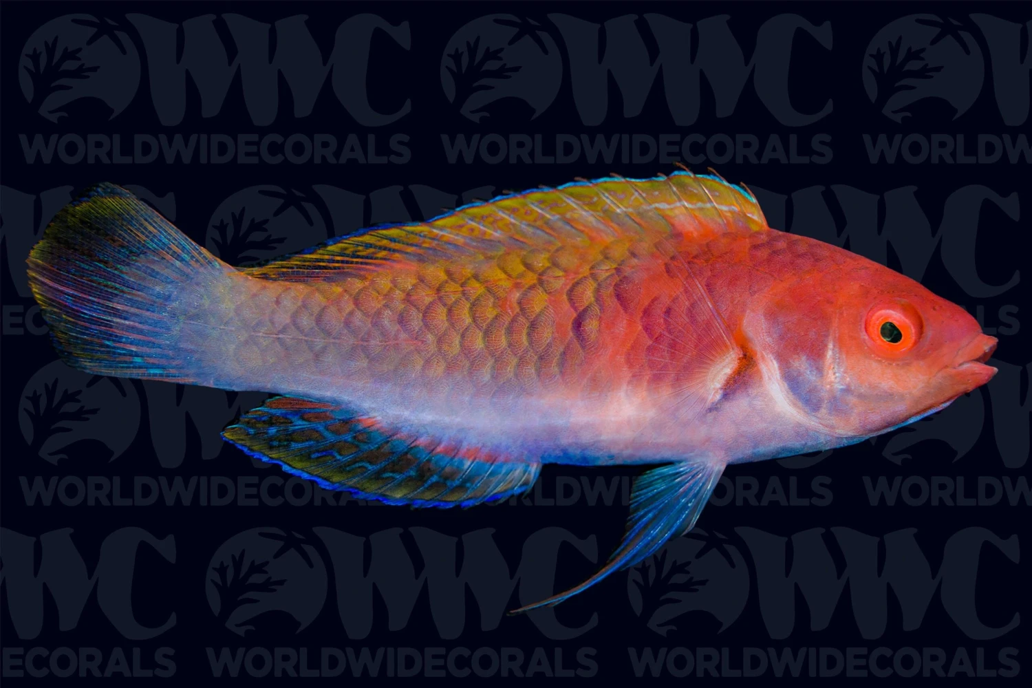 Ruby Head Fairy Wrasse - Indonesia 3 Ruby Head Fairy Wrasse - Indonesia