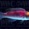 Darwin Fairy Wrasse - Australia 1 Darwin Fairy Wrasse - Australia -Coral Shop 1338413