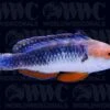 Monsoon Fairy Wrasse - Male - Australia -Coral Shop 1338533 167eed40 9415 4541 81c7 2a0589335f33