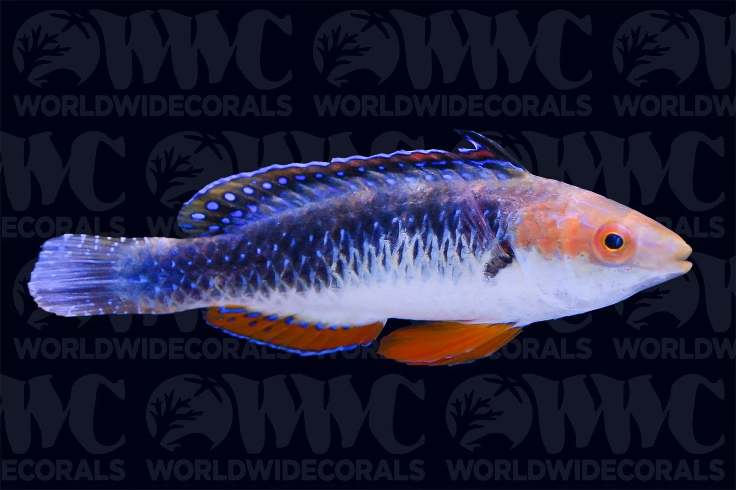 Monsoon Fairy Wrasse - Male - Australia 3 Monsoon Fairy Wrasse - Male - Australia
