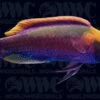 Beau's Fairy Wrasse - Male - Melanesia -Coral Shop 1338695