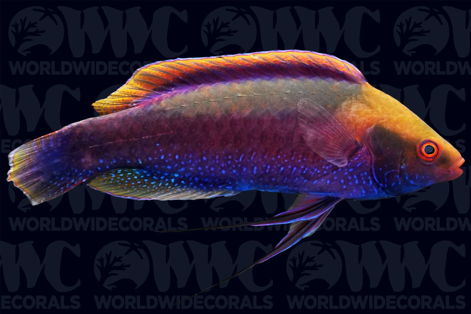 Beau's Fairy Wrasse - Male - Melanesia 3 Beau's Fairy Wrasse - Male - Melanesia