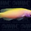 Rhomboid Fairy Wrasse - Central Pacific 1 Rhomboid Fairy Wrasse - Central Pacific -Coral Shop 1501122
