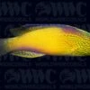 Rhomboid Fairy Wrasse - Super Male - Central Pacific 1 Rhomboid Fairy Wrasse - Super Male - Central Pacific -Coral Shop 1635652