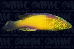 Rhomboid Fairy Wrasse - Super Male - Central Pacific