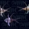 Banggai Cardinalfish - Aquacultured (3-Lot) - Thailand -Coral Shop 1800406