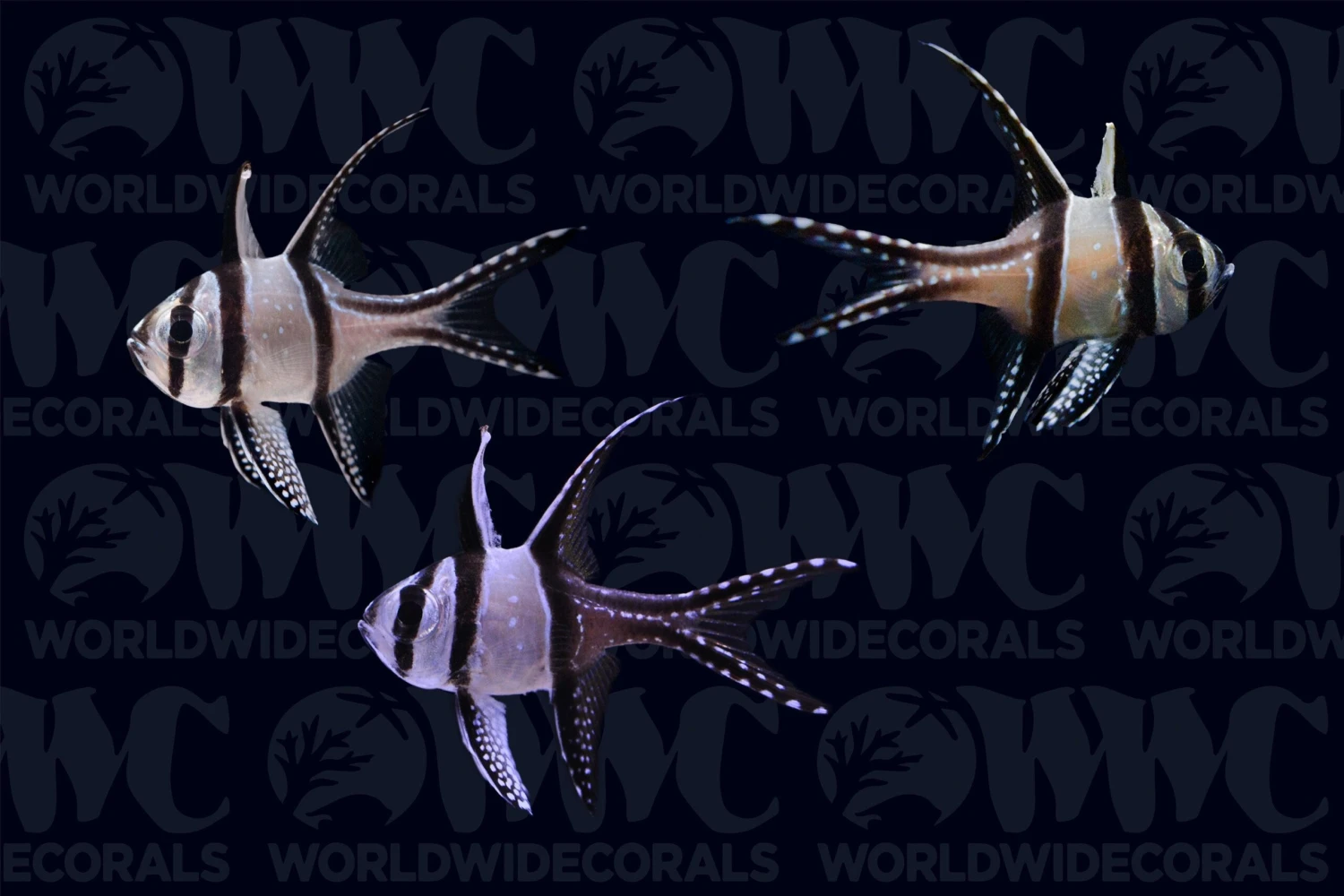 Banggai Cardinalfish - Aquacultured (3-Lot) - Thailand 3 Banggai Cardinalfish - Aquacultured (3-Lot) - Thailand