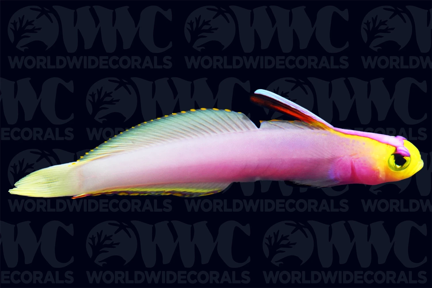 Helfrichi Firefish - Central Pacific 3 Helfrichi Firefish - Central Pacific