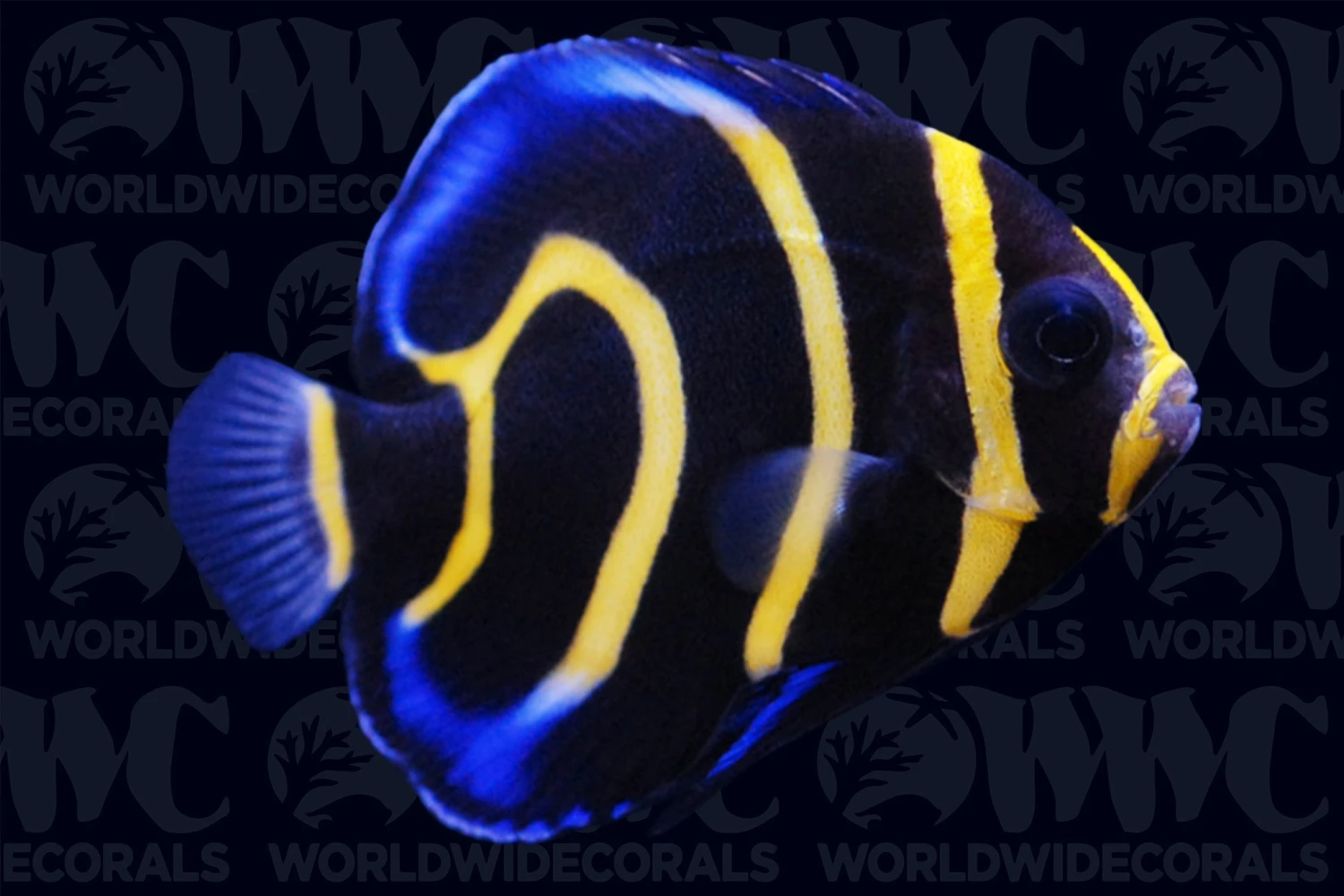 Cortez Angelfish - Juvenile- Aquacultured - Bali Aquarich - Indonesia 3 Cortez Angelfish - Juvenile- Aquacultured - Bali Aquarich - Indonesia