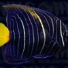 Yellow Moon Maculosus Angelfish - Juvenile - Aquacultured - Taiwan -Coral Shop 2100687