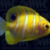 Regal Angelfish - Juvenile - Aquacultured - Bali Aquarich - Indonesia -Coral Shop 2102207