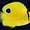 Goldflake Angelfish - Juvenile - Aquacultured - Bali Aquarich - Indonesia -Coral Shop 2102217 eb60a835 a18d 4622 8ee9 aabd927fd768