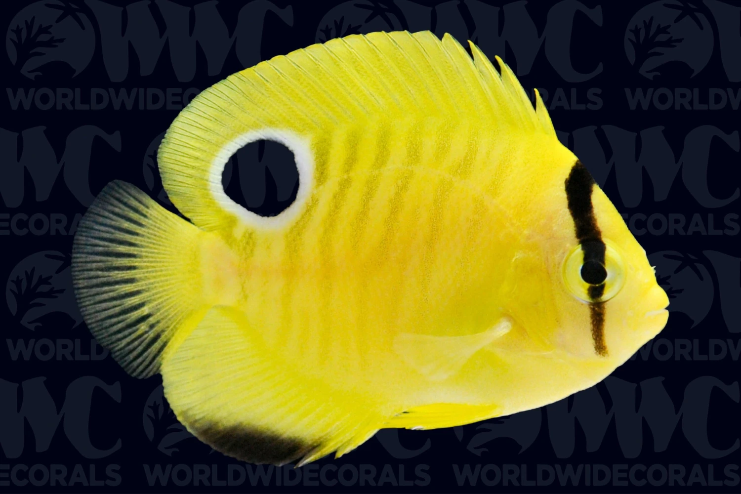 Goldflake Angelfish - Juvenile - Aquacultured - Bali Aquarich - Indonesia 3 Goldflake Angelfish - Juvenile - Aquacultured - Bali Aquarich - Indonesia