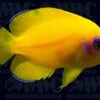 Lemon Peel Angelfish - Juvenile - Aquacultured - Bali Aquarich - Indonesia 1 Lemon Peel Angelfish - Juvenile - Aquacultured - Bali Aquarich - Indonesia -Coral Shop 2102237 50f169ad 1916 4b95 8654 98a81a57771c