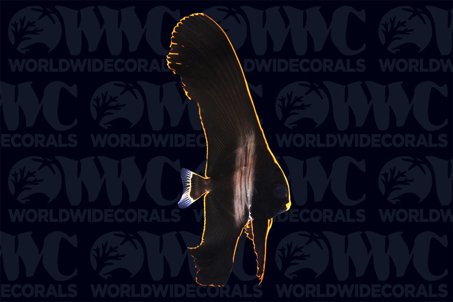 Juvenile Pinnatus Batfish - Aquacultured - Bali Aquarich - Indonesia 3 Juvenile Pinnatus Batfish - Aquacultured - Bali Aquarich - Indonesia