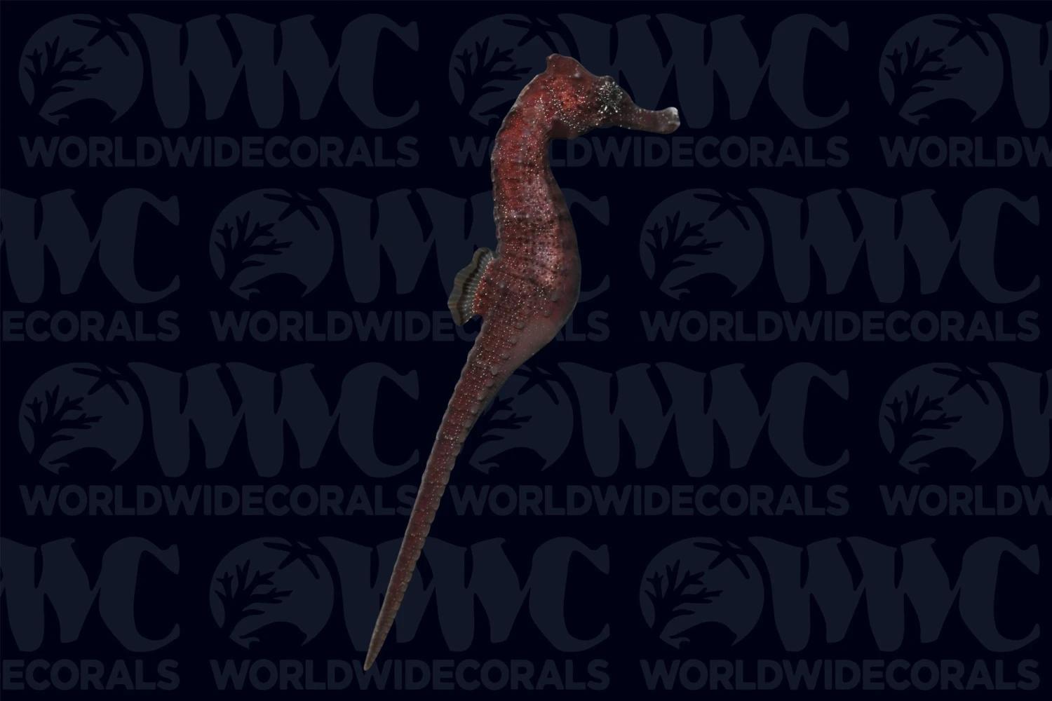 Longsnout Seahorse - Male - Aquacultured - Australia 3 Longsnout Seahorse - Male - Aquacultured - Australia