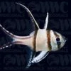 Banggai Cardinalfish - Aquacultured - Thailand 2 Banggai Cardinalfish - Aquacultured - Thailand -Coral Shop 2135056