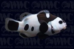 Black Storm Ocellaris Clownfish - Aquacultured - USA