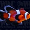 Mocha Longfin Ocellaris Clownfish - Aquacultured - USA 2 Mocha Longfin Ocellaris Clownfish - Aquacultured - USA -Coral Shop 2141390