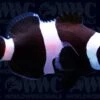 Ocellaris, Darwin, QM Labs Clownfish Aquacultured- USA