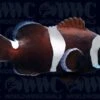Ocellaris, Darwin Misbar, QM Labs Clownfish Aquacultured- USA -Coral Shop 2141501