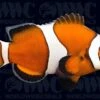 Mocha Ocellaris Clownfish - Aquacultured - USA