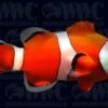 Ocellaris Clownfish - Aquacultured - USA