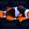 Misbar Percula Clownfish - Aquacultured - USA -Coral Shop 2141909