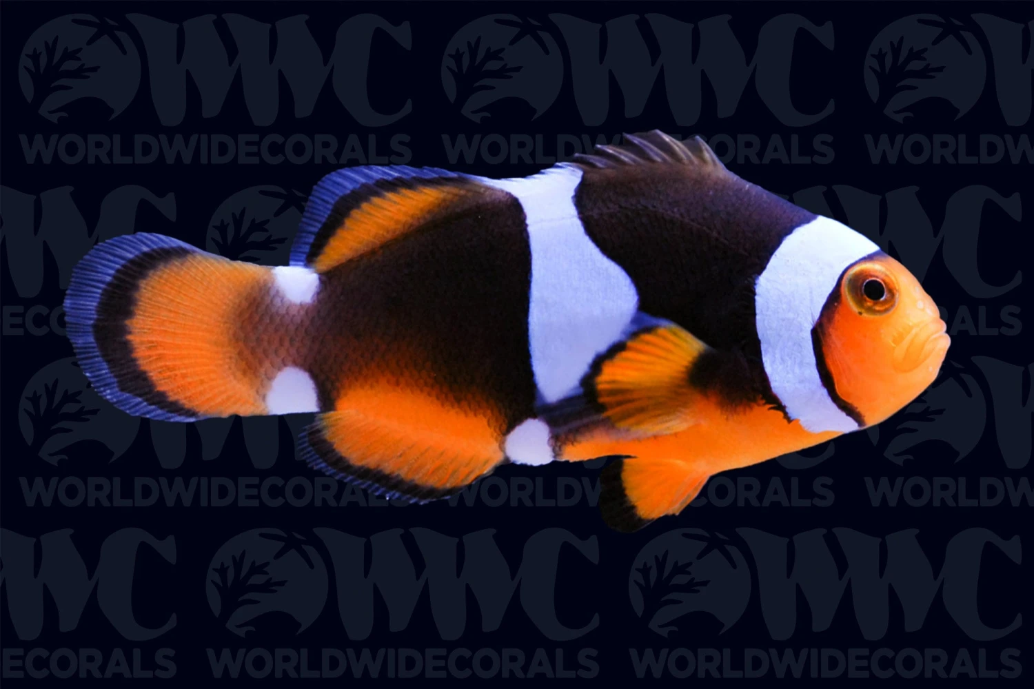 Misbar Percula Clownfish - Aquacultured - USA 3 Misbar Percula Clownfish - Aquacultured - USA