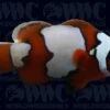 Snowflake Ocellaris Clownfish - Aquacultured - USA 2 Snowflake Ocellaris Clownfish - Aquacultured - USA -Coral Shop 2141949
