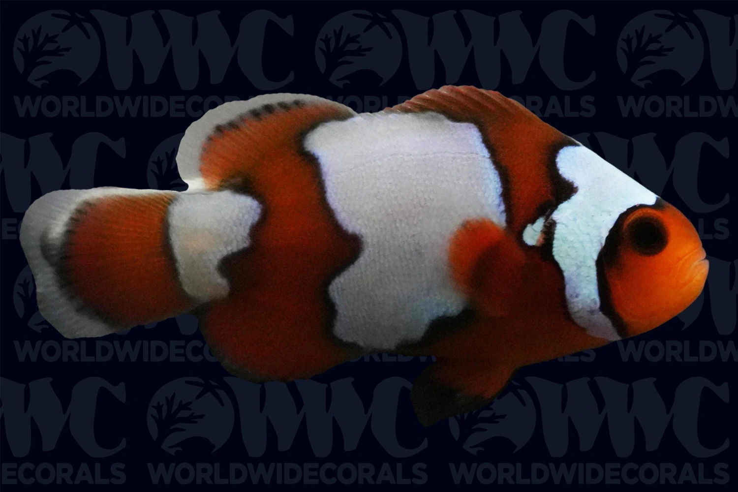 Snowflake Ocellaris Clownfish - Aquacultured - USA 3 Snowflake Ocellaris Clownfish - Aquacultured - USA