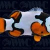 Black Picasso Percula A2 Clownfish - Aquacultured - Bali Aquarich - Indonesia 1 Black Picasso Percula A2 Clownfish - Aquacultured - Bali Aquarich - Indonesia -Coral Shop 2142137