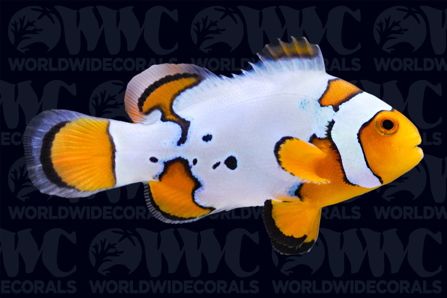 Extreme Snow Onyx Percula Clownfish - Aquacultured - Bali Aquarich - Indonesia 3 Extreme Snow Onyx Percula Clownfish - Aquacultured - Bali Aquarich - Indonesia