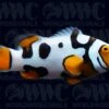 Black Picasso Percula P1 Clownfish - Aquacultured - Bali Aquarich - Indonesia