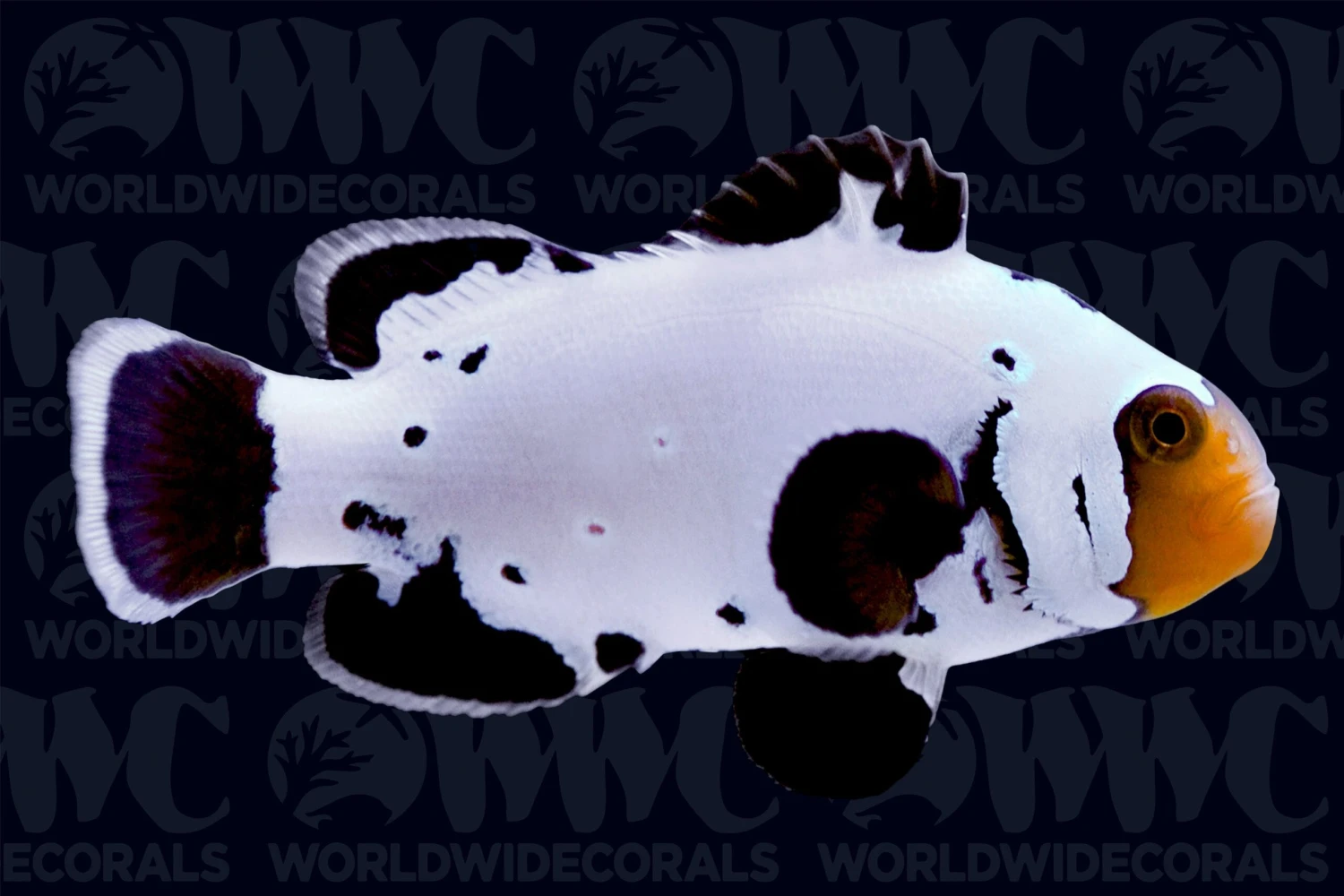Black Ice Grade A Ocellaris Clownfish - Aquacultured - Bali Aquarich - Indonesia 3 Black Ice Grade A Ocellaris Clownfish - Aquacultured - Bali Aquarich - Indonesia